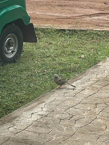 Yellow-billed Babbler