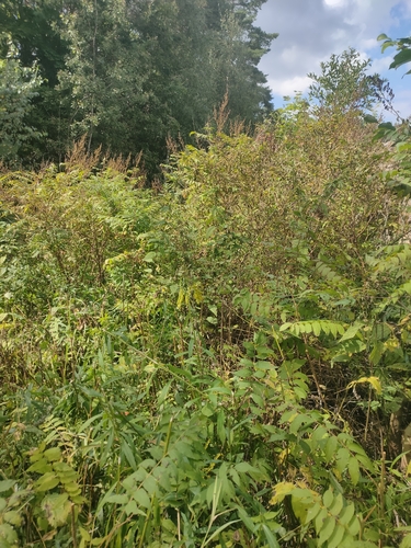 Sorbaria