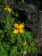 Chelidonium majus