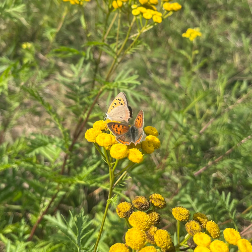 Small Copper