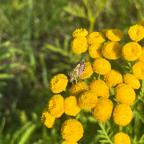 Black-shouldered Shieldbug