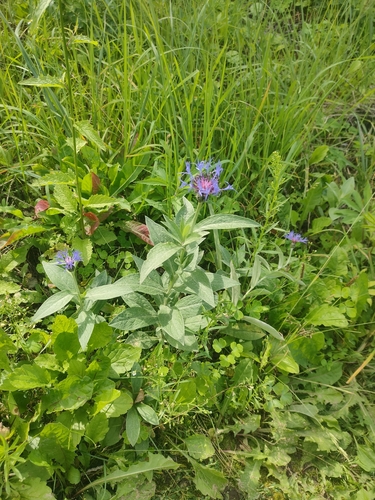 Perennial Cornflower