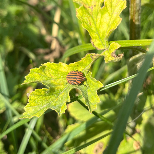 European Striped Shield Bug