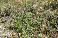 Salvia tomentosa