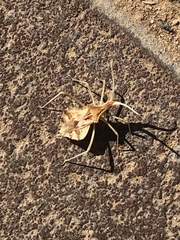 Cercinthus lehmannii