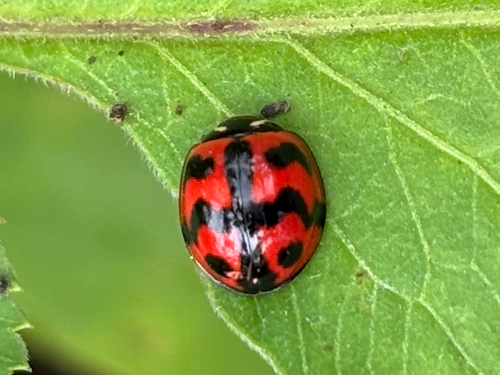 Six-spotted Zigzag Ladybird
