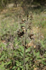 Salvia tomentosa