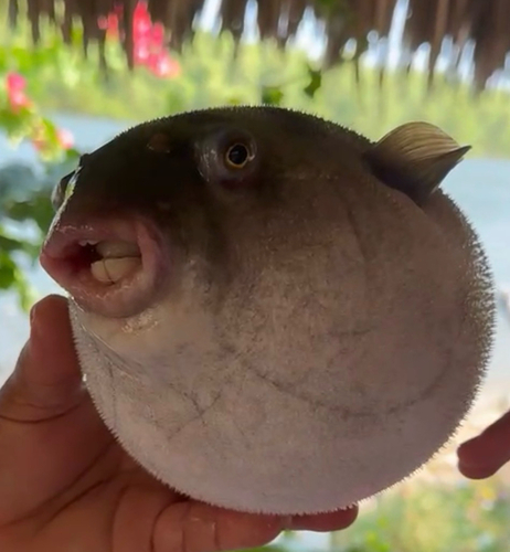 Banded Puffer