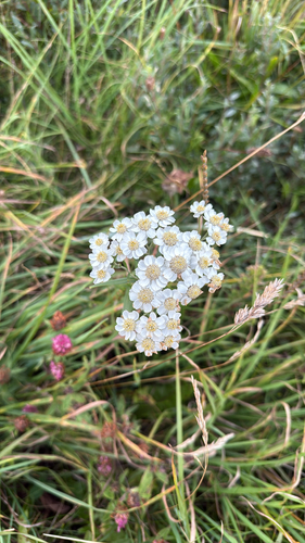 Sneezewort