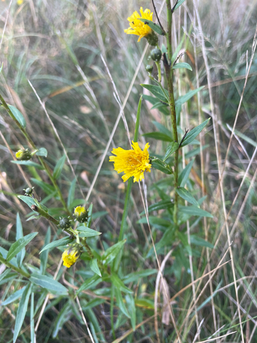 Canada hawkweed