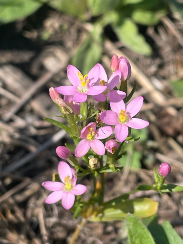 Common centaury