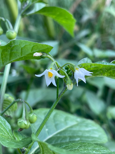 black nightshade