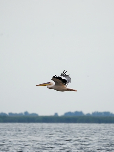 Great White Pelican