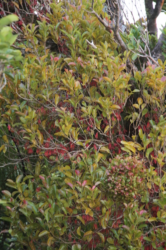 Amyema artensis observed 2026-07-02