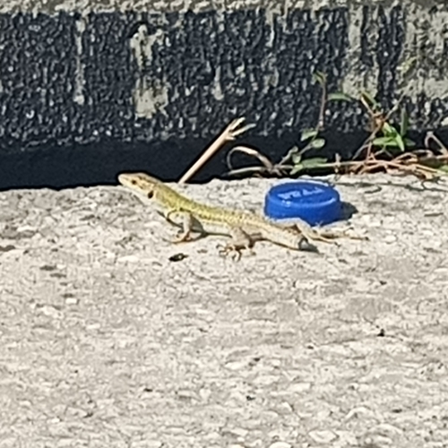 Southern Italian Wall Lizard
