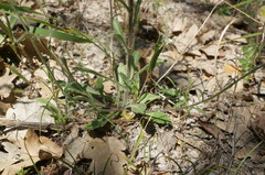 Campanula sibirica taurica