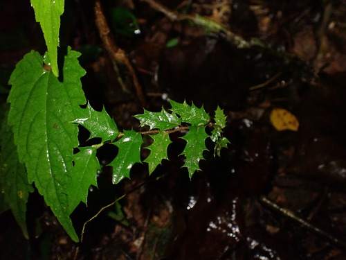 Aphananthe philippinensis observed 2026-08-20