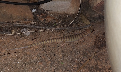 Broad-banded Sand-swimmer