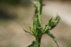 Campanula sibirica taurica