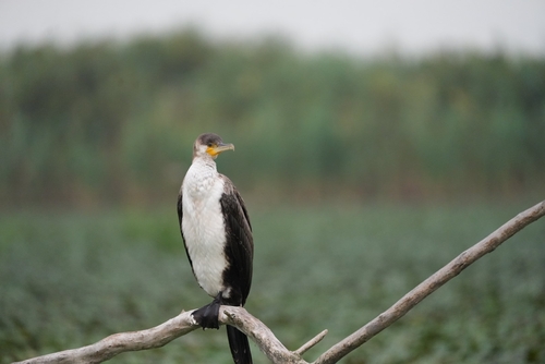 Great Cormorant