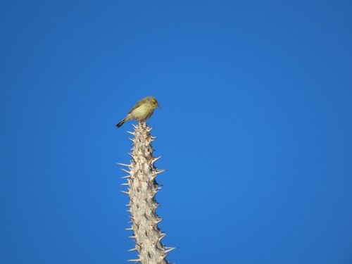 iNaturalist image