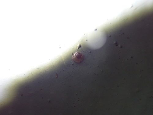Liardetia observed 2026-08-20