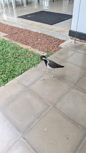 Sri Lanka Red-wattled Lapwing