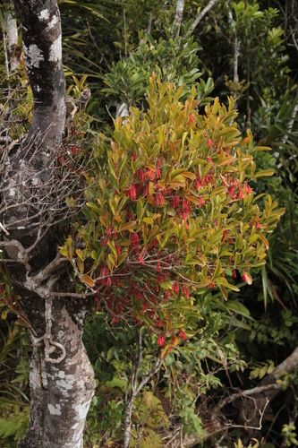 Amyema artensis observed 2026-07-02