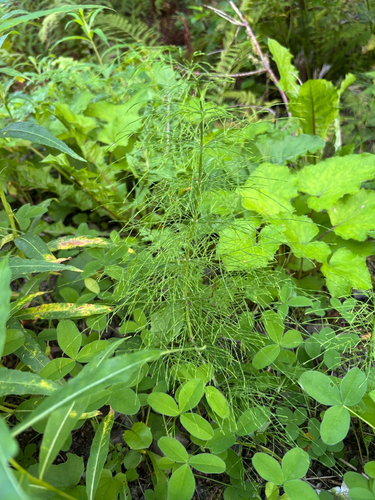 wood horsetail