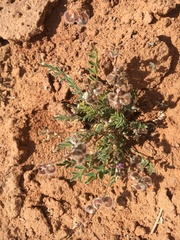 Astragalus desperatus