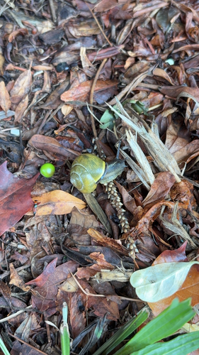 Brown-lipped Snail