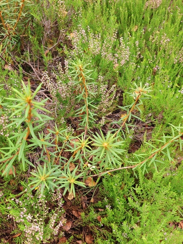 marsh Labrador tea