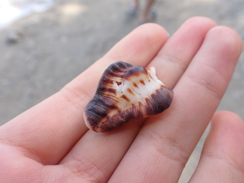 Chicoreus brunneus observed 2026-08-21