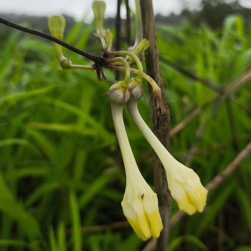 Ceropegia evansii