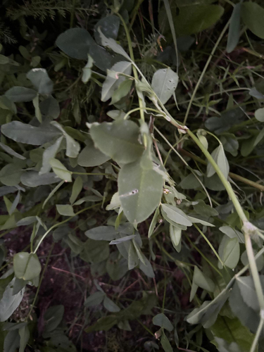 Alsike clover