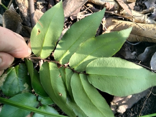 Pellaea paradoxa observed 2026-08-26