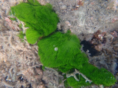 Chlorodesmis fastigiata observed 2026-08-21