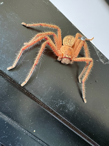 Badge Huntsman Spider