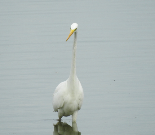 Great Egret