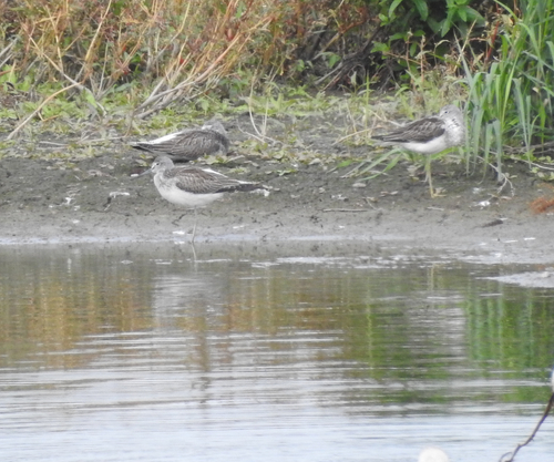 Common Greenshank
