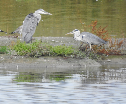 Grey Heron