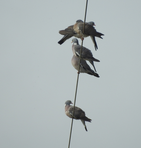 Common Wood-Pigeon