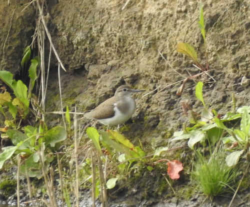 Common Sandpiper