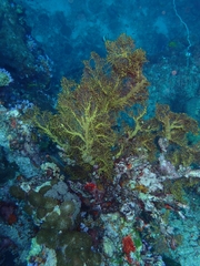 Melithaea