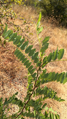 black locust
