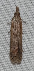 Dichomeris ligulella