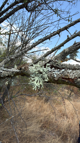 Oakmoss