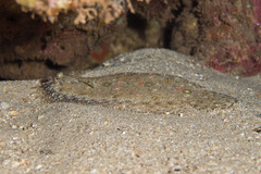 Samariscus triocellatus