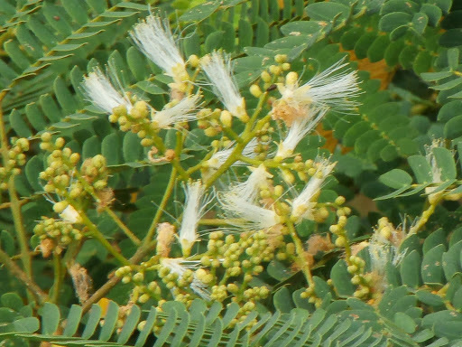 Falcataria