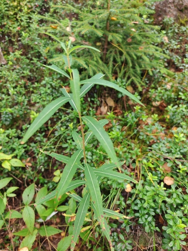 fireweed